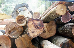Wholesale decking logs awaiting the cut